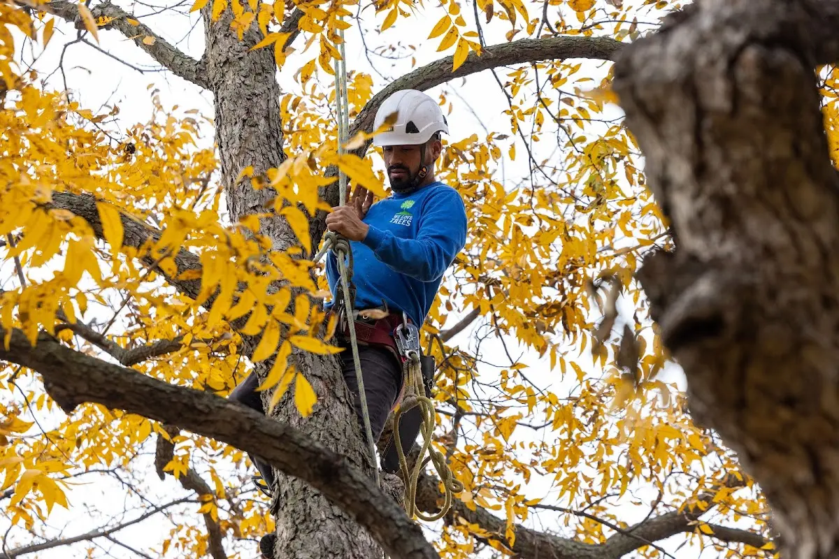 Skilled Tree Planing crew working in Benwood