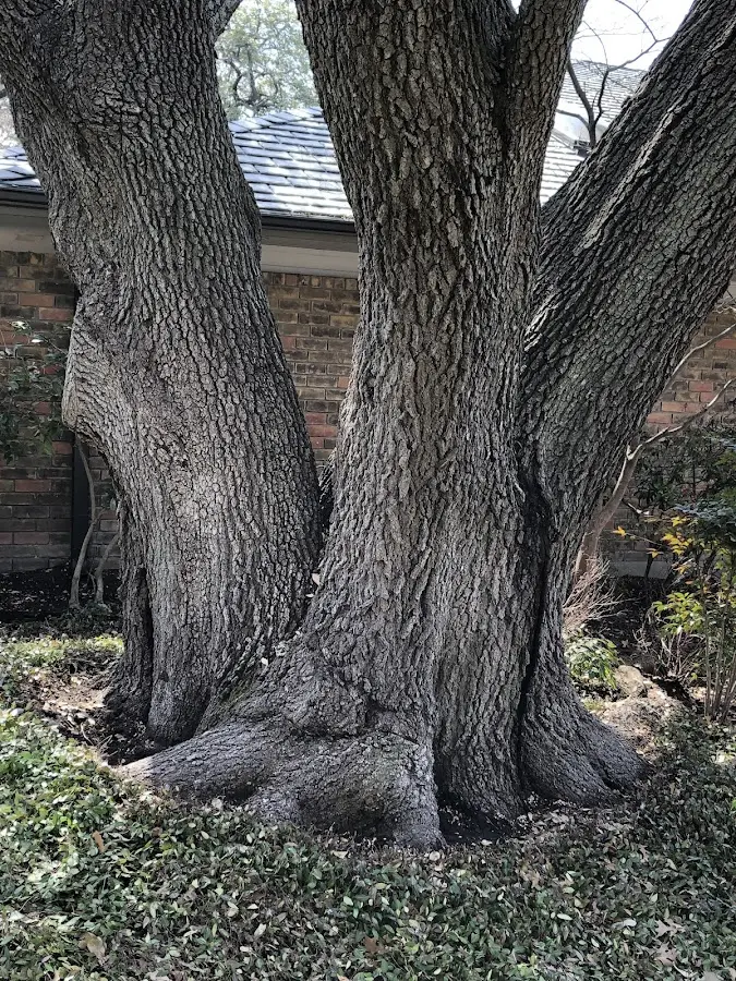 Mature heritage tree close to a Benwood property cared for by certified arborists